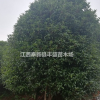 江西八月桂價格/八月桂*新報價/奉新八月桂基地