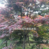 紅楓價格多少錢、紅楓樹市場價格今年怎么樣？