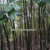 江西香樟小苗，九江香樟樹(shù)苗基地