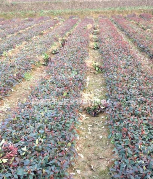 紅葉石楠小苗，江西紅葉石楠基地批發