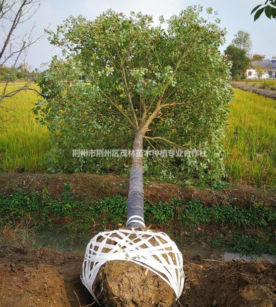 湖北香樟樹 香樟樹價格 荊州香樟樹批發/供應