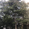 特價(jià)供應(yīng)雞爪槭