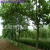 專供綠化苗木 行道樹 泡桐 規(guī)格齊全 4cm泡桐樹批發(fā) 生長(zhǎng)快易成活