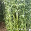 基地竹子批發(fā)青竹 園林綠化 別墅庭院綠化美觀大方 室內(nèi)盆栽綠籬