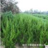 龍柏苗批發(fā) 嫁接龍柏苗工程綠化小龍柏 優(yōu)質(zhì)龍柏床苗直銷