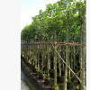 大量批發供應 菠蘿蜜 樹菠蘿 園林綠化 鄉村綠化 苗樹歡迎來電咨