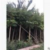 羊蹄甲紅花紫荊 庭院公園風景樹 多種規格可按需供應 歡迎詢價