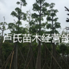 苗木現貨（本地木棉）落葉喬木園林綠化行道樹袋苗移植苗規格齊全