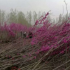 基地直銷紫荊樹叢生紫荊根系發(fā)達規(guī)格全優(yōu)質(zhì)紫荊花樹量大優(yōu)惠