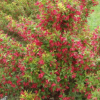 苗圃批發(fā)紅王子錦帶小苗盆栽紅王子錦帶球庭院園林道路綠化工程苗