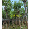 宮粉紫荊 基地直銷 大量批發 價格優惠，園林景觀工程供應規格齊