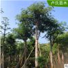 供應全國直銷鳳凰木 自家苗一手貨源 價格優惠