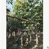 大量供應優質菩提榕5-30公分 多種規格綠化工程 園林 行道樹