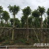 本地直銷優質火焰木樹澳洲火焰 地苗和袋苗樹形佳綠化鄉村苗木