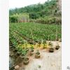 大量供應自家馬占相思 大葉相思 價格優惠 一手貨源 綠化工程苗木
