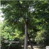 工程綠化苗木 基地欒樹(shù)樹(shù)苗 黃山欒苗 北京欒 綠化行道樹(shù)木