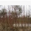 西安直供紅柳樹苗木 山西內(nèi)蒙新疆西藏寧夏河北陜西 工程用苗直供