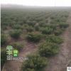基地供應(yīng)龍柏球 綠化工程樹苗 常綠龍柏球 行道公園龍柏球
