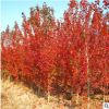 基地直銷綠化苗木 美國紅楓小苗 日本紅楓小苗庭院小區(qū)觀賞風(fēng)景苗