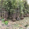 基地批發(fā)梅花苗 臘梅樹苗 庭院觀花植物綠化苗木 成活率高
