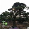 羅漢松出售 優(yōu)質(zhì)室內(nèi)盆栽羅漢松盆景樹苗防輻射 凈化空氣
