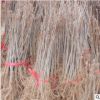 基地直銷銀杏樹苗 白果小苗 庭院植物行道綠化苗 落葉性 品種齊全