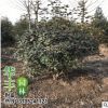批發(fā)紅葉石楠苗 規(guī)格齊全 高桿石楠 紅葉石楠球 色塊苗木花卉