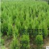 大量供應批發檜柏 苗木場發貨 工程綠化 規格齊全 蜀檜量大價優