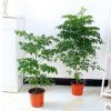 室內(nèi)大型客廳辦公綠植花卉盆栽 綠寶綠色植物幸福樹平安樹吸甲醛