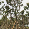 中山花木基地供應 麻楝 多種規(guī)格 袋苗