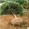 苗圃直銷(xiāo)正宗嫁接桂花樹(shù) 品種規(guī)格全