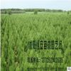 苗木場(chǎng)大量批發(fā)供應(yīng)塔松 蜀檜 塔柏綠化 量大優(yōu)惠 品種規(guī)格齊全