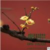 苗圃直銷(xiāo)批發(fā)臘梅樹(shù) 花灌木 種類(lèi)規(guī)格齊全 量大價(jià)優(yōu)