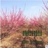 大量供應(yīng)批發(fā)綠梅 紅梅銷(xiāo)售 耐寒工程綠化苗木品種齊全 量大價(jià)優(yōu)