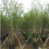 苗圃直銷批發(fā)叢生紫薇樹(shù) 綠化工程苗 百日紅規(guī)格齊全
