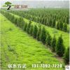 多規(guī)格綠化工程樹(shù)苗大量批發(fā)檜柏 塔檜 蜀檜小苗 四季常青易種植