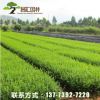 基地供應(yīng) 綠化工程苗 小葉黃楊苗 石楠球 紅葉石楠各種規(guī)格批發(fā)