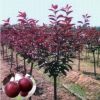 昌匯園林速生紫葉李樹直銷 紅葉李規(guī)格全 基地工程綠化道路綠化