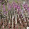 基地工程綠化樹苗紫荊樹苗 規(guī)格齊易種植叢生紫荊 滿條紅