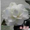苗圃直銷批發(fā)茶花，白荷花、桃心等綠化工程苗木規(guī)格齊全