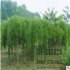 苗圃直銷優(yōu)質(zhì)龍爪槐樹(shù)批發(fā) 綠化工程 量大價(jià)優(yōu) 規(guī)格齊全