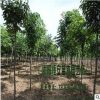 苗圃直銷批發(fā)七葉樹(shù) 綠化工程 規(guī)格全 紅花七葉樹(shù) 行道風(fēng)景樹(shù)