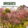 苗圃直銷批發(fā) 量大價(jià)優(yōu) 綠梅 紅梅銷售 耐寒工程綠化