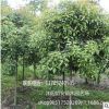 批發(fā)正宗嫁接桂花樹(shù) 苗圃直銷發(fā)貨 品種規(guī)格全 優(yōu)質(zhì)綠化盆栽