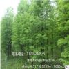 落羽杉樹(shù) 苗圃直銷發(fā)貨 行道樹(shù) 墨西哥品種全 量大價(jià)格優(yōu)惠