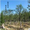 基地直銷批發(fā)合歡樹(shù) 綠化工程 合歡樹(shù)銷售 行道樹(shù) 規(guī)格齊 優(yōu)質(zhì)