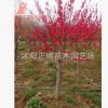 梅花樹苗紫葉梅紅葉碧桃原生梅花重瓣大花色彩艷麗 公園小區(qū)綠化