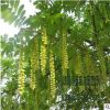 苗圃直銷批發楓楊樹 綠化工程 行道樹量大優惠 規格齊全