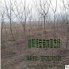 大量供應批發烏桕 （冬季拍攝）綠化工程苗木 品種齊全 量多價優