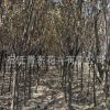 紫葉李樹(shù)苗綠化苗木色塊綠籬行道點(diǎn)綴庭院觀賞量大從優(yōu)紫葉李